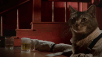 Gif named cat-beer