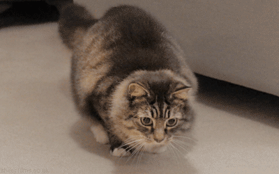 Gif named cat-shake