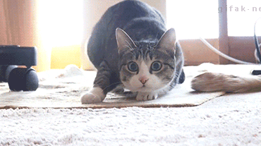 Gif named cat-shaq