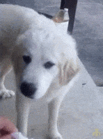 Gif named dog says no