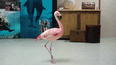 Gif named flamingo-spin
