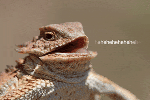 Gif named hehehehehe lizard
