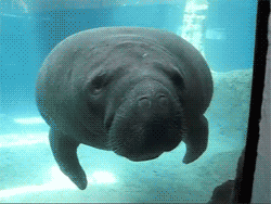 Gif named manatee