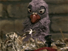 Gif named pigeon popcorn