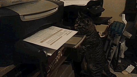 Gif named printer-cat