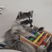 Gif named raccoon abacus