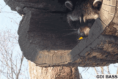 Gif named Raccoon giving an upvote