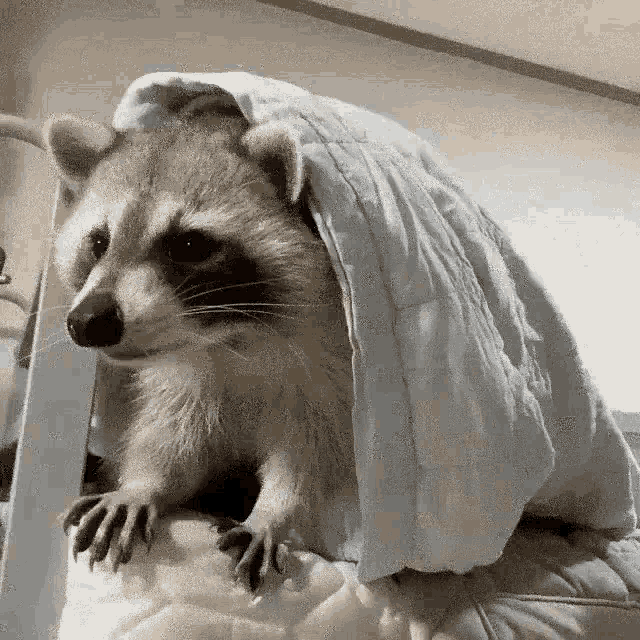 Gif named Raccoon hiding under a blanket