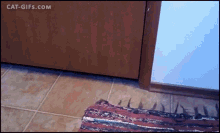 Gif named rug pull