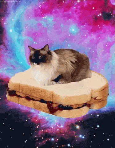 Gif named space-sandwich-cat